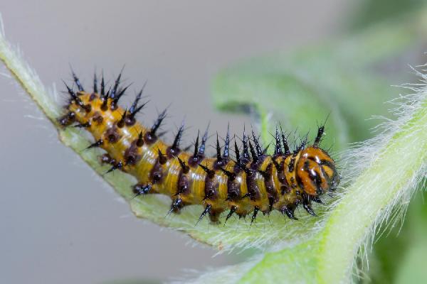 Third instar larva of Catacroptera cloanthe